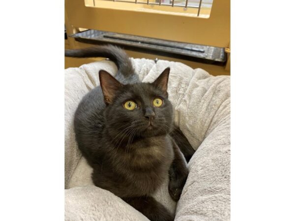 Domestic Short Hair CAT Male Black 2618 Petland Norwin, PA