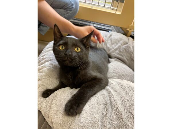 Domestic Short Hair CAT Male Black 2617 Petland Norwin, PA