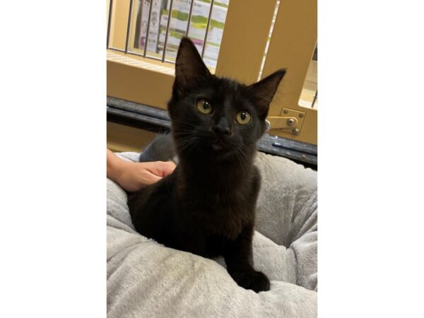 Domestic Short Hair CAT Male Black 2624 Petland Norwin, PA