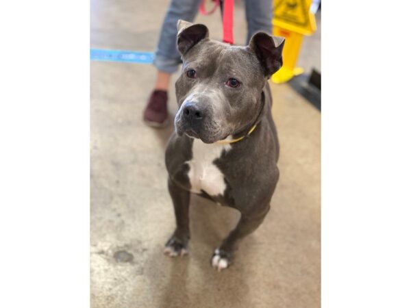 Pit Bull Mix DOG Female Blue and White 2638 Petland Norwin, PA