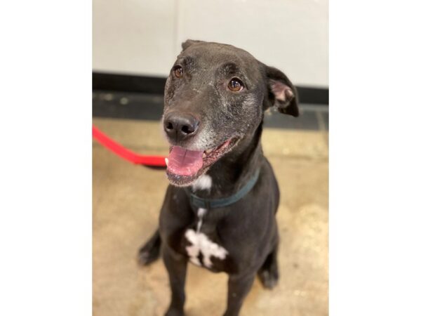 Labrador Mix DOG Male Black 2636 Petland Norwin, PA