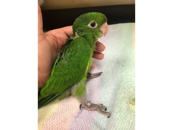 White Eye Conure-BIRD---2653-Petland Norwin, PA