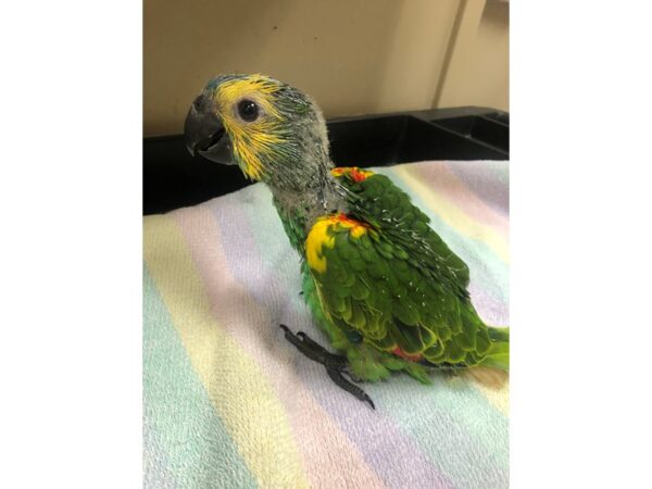 Blue Fronted Amazon BIRD 2652 Petland Norwin, PA