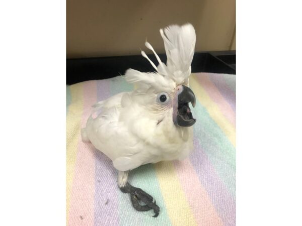 Umbrella Cockatoo-BIRD---2651-Petland Norwin, PA