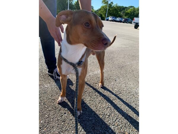 Pit Bull Mix-DOG-Male-Brown and White-2664-Petland Norwin, PA