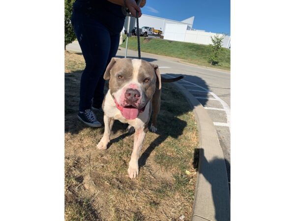 Pit Bull Mix DOG Male Brindle 2666 Petland Norwin, PA