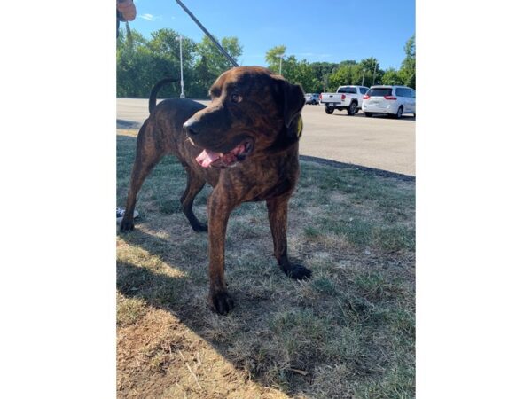 Pit Bull Mix DOG Male Brindle 2668 Petland Norwin, PA