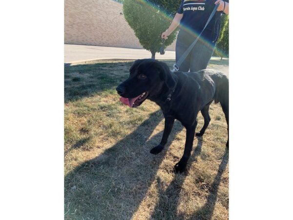 Retriever Mix DOG Male Black 2661 Petland Norwin, PA