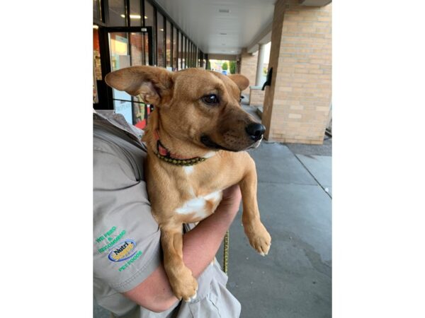 AAP Terrier Mix-DOG-Female-Tan and White-2670-Petland Norwin, PA