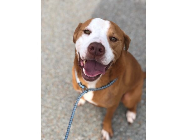 AAP Terrier Mix DOG Female White and Brown 2656 Petland Norwin, PA