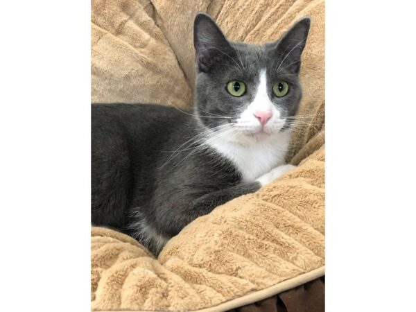 Domestic Short Hair CAT Female Grey and White 2689 Petland Norwin, PA