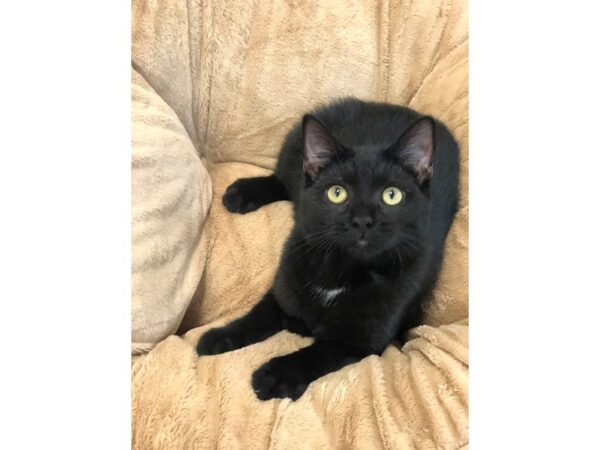 Domestic Short Hair CAT Female Black 2685 Petland Norwin, PA