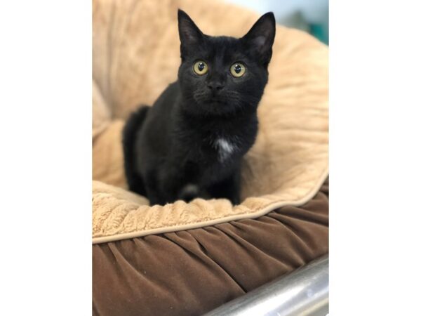 Domestic Short Hair CAT Female Black 2690 Petland Norwin, PA