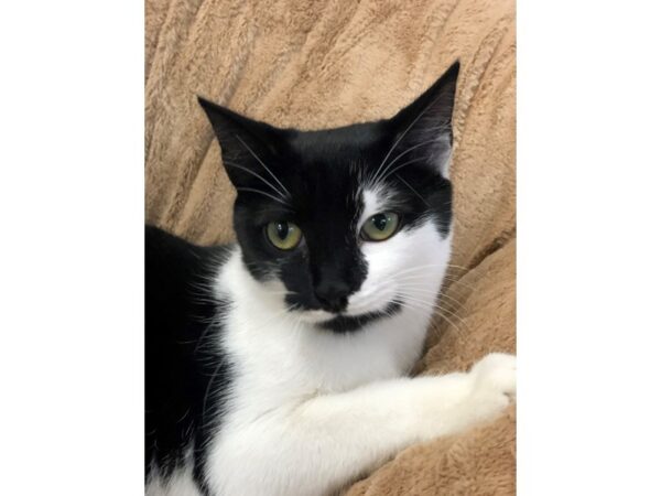 Domestic Short Hair CAT Female Black and White 2688 Petland Norwin, PA