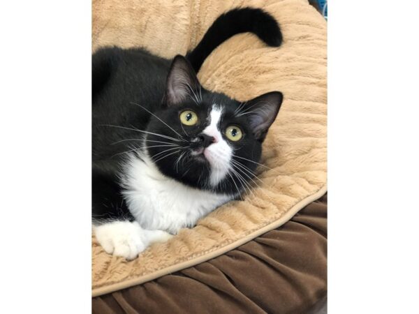 Domestic Short Hair CAT Male Black and White 2673 Petland Norwin, PA