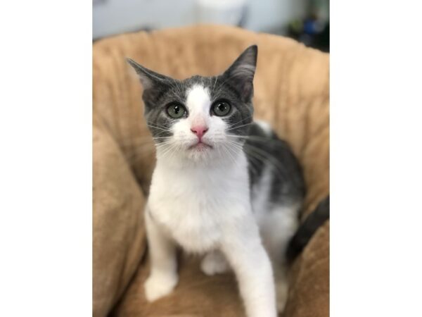 Domestic Short Hair CAT Male Grey and White 2680 Petland Norwin, PA