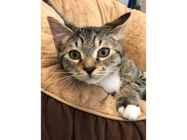 Domestic Short Hair CAT Male Black and Brown 2691 Petland Norwin, PA