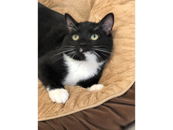 Domestic Short Hair CAT Female Black and White 2686 Petland Norwin, PA