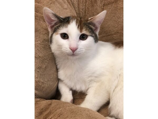 Domestic Short Hair CAT Female White and Orange 2677 Petland Norwin, PA