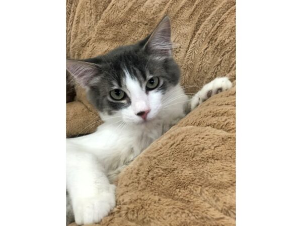 Domestic Short Hair CAT Male Grey and White 2692 Petland Norwin, PA