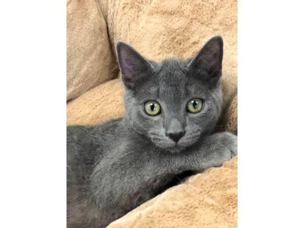 Domestic Short Hair CAT Male Grey 2693 Petland Norwin, PA