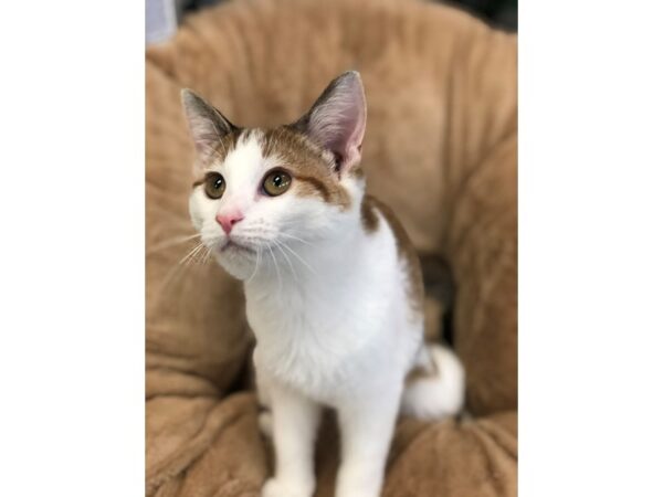 Domestic Short Hair CAT Female White and Orange 2678 Petland Norwin, PA