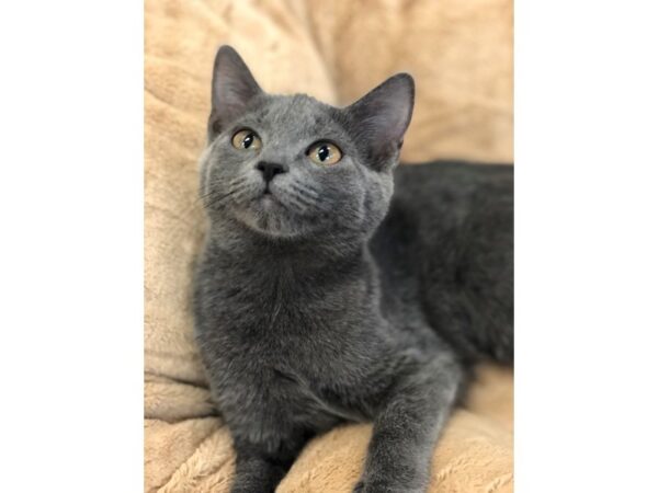 Domestic Short Hair CAT Female Grey 2674 Petland Norwin, PA