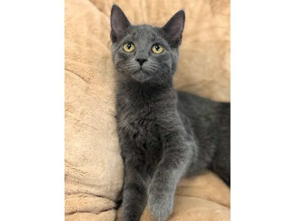 Domestic Short Hair CAT Female Grey 2675 Petland Norwin, PA