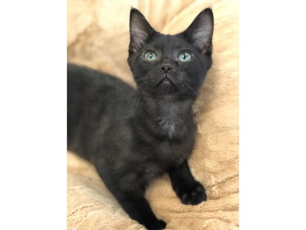 Domestic Short Hair CAT Male Grey and White 2681 Petland Norwin, PA