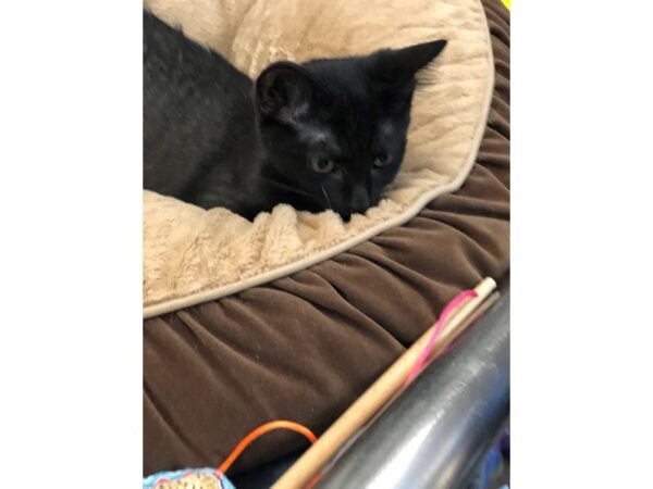 Domestic Short Hair CAT Female Black 2679 Petland Norwin, PA