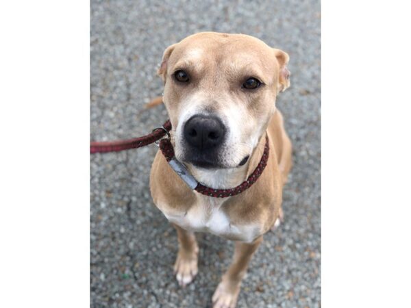 Boxer Mix-DOG-Female-Blonde-2658-Petland Norwin, PA