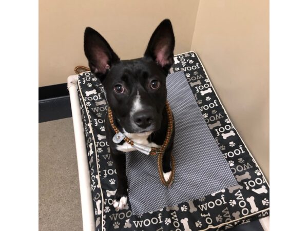 AAP Terrier Mix DOG Female Black and White 2665 Petland Norwin, PA