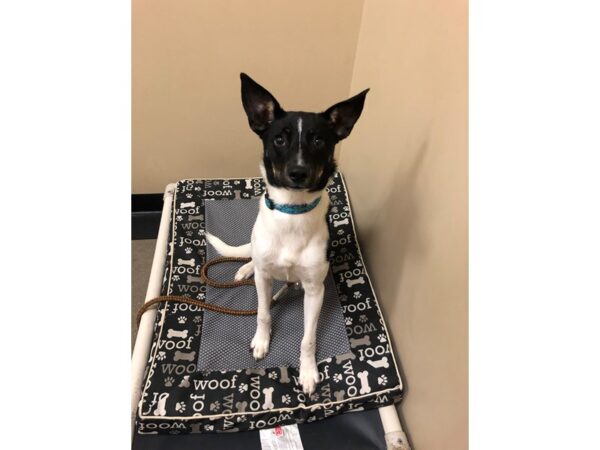 AAP Terrier Mix DOG Female Black and Brown 2654 Petland Norwin, PA