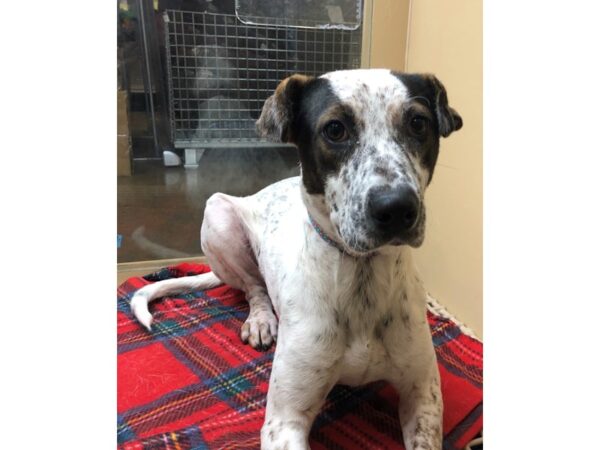 AAP Terrier Mix-DOG-Female-White and Brown-2655-Petland Norwin, PA