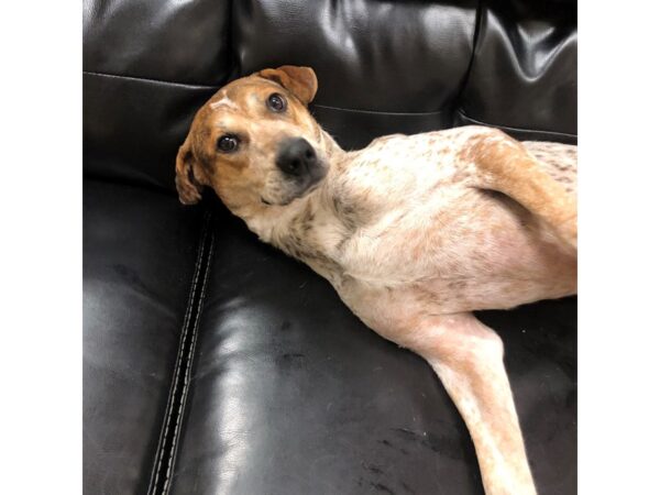 AAP Terrier Mix-DOG-Female-Brown and White-2671-Petland Norwin, PA