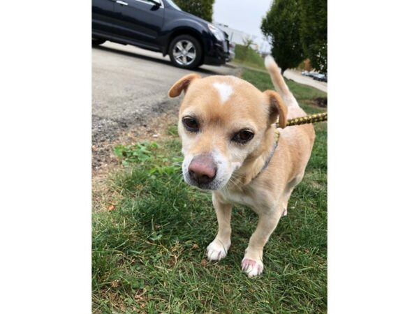 Dachshund Mix DOG Male Blonde and White 2710 Petland Norwin, PA