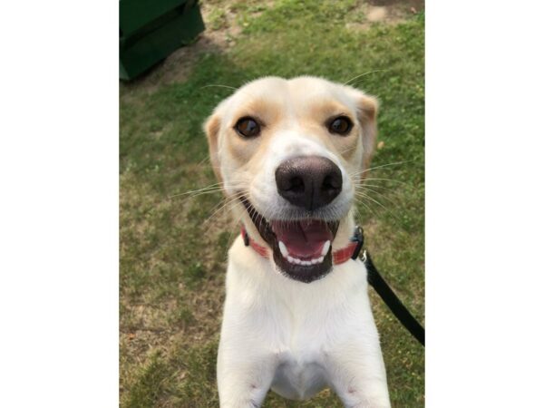 Lab Mix DOG Female Blonde and White 2707 Petland Norwin, PA