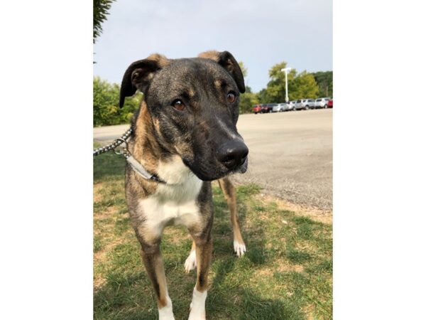 German Shepherd Mix-DOG-Male-Black and White (Silver)-2705-Petland Norwin, PA