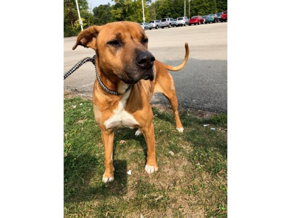 Boxer Mix DOG Male Brown and White 2697 Petland Norwin, PA