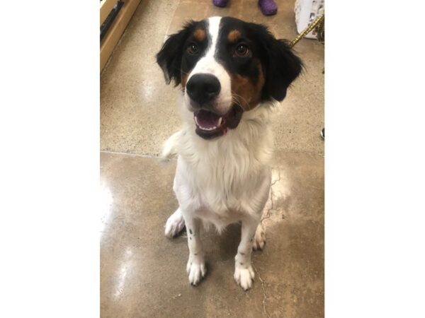 English Springer Spaniel DOG Male Tri 2706 Petland Norwin, PA