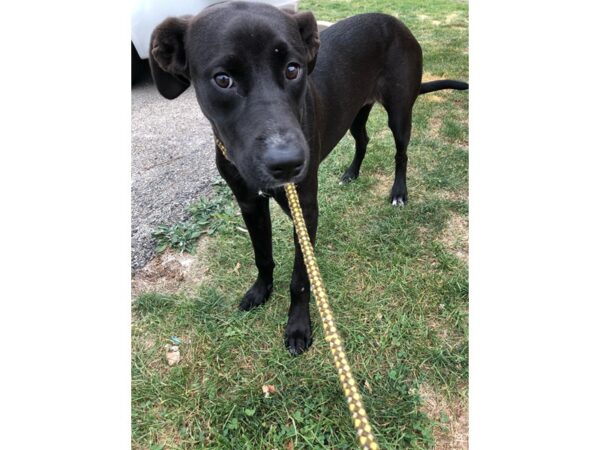 Lab Mix DOG Female Black 2709 Petland Norwin, PA