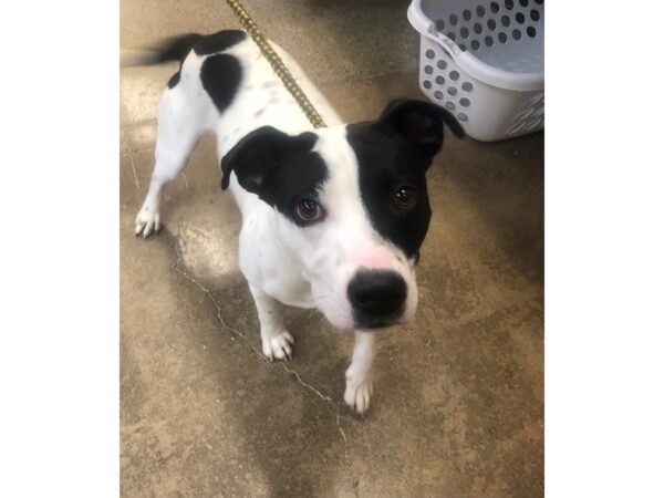 Pit Bull Mix-DOG-Male-Black and White-2708-Petland Norwin, PA