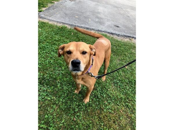 Lab Mix DOG Male Brown 2704 Petland Norwin, PA