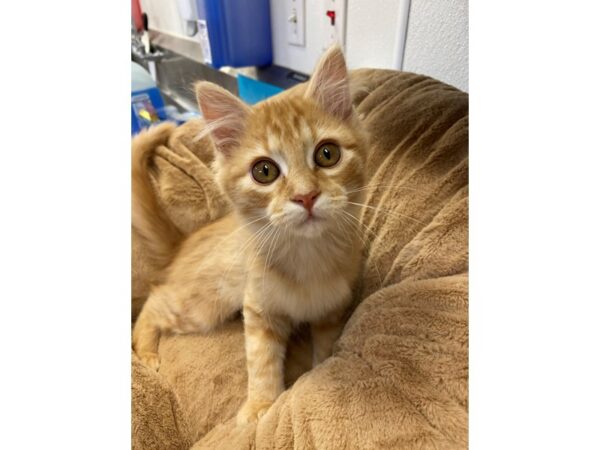 Domestic Medium Hair-CAT-Female-Orange and Whitwe-2714-Petland Norwin, PA