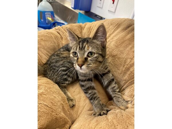 Domestic Short Hair CAT Female Grey and White Tabby 2730 Petland Norwin, PA