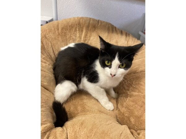 Domestic Short Hair CAT Female Black and White 2722 Petland Norwin, PA