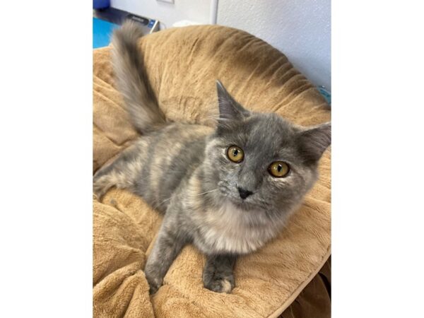 Domestic Short Hair-CAT-Female-Dilute tortie-2733-Petland Norwin, PA