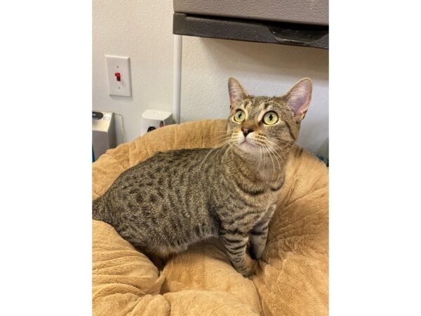 Domestic Short Hair CAT Male Brown Tabby 2712 Petland Norwin, PA