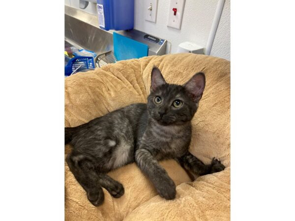 Domestic Short Hair CAT Male Black and Silver 2729 Petland Norwin, PA