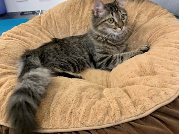 Domestic Medium Hair-CAT-Female-Gray Tabby-2721-Petland Norwin, PA